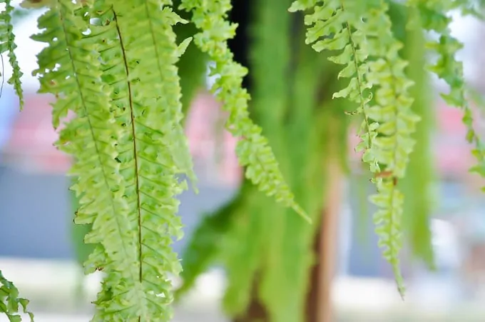 The Ultimate Boston Fern Plant Care Guide