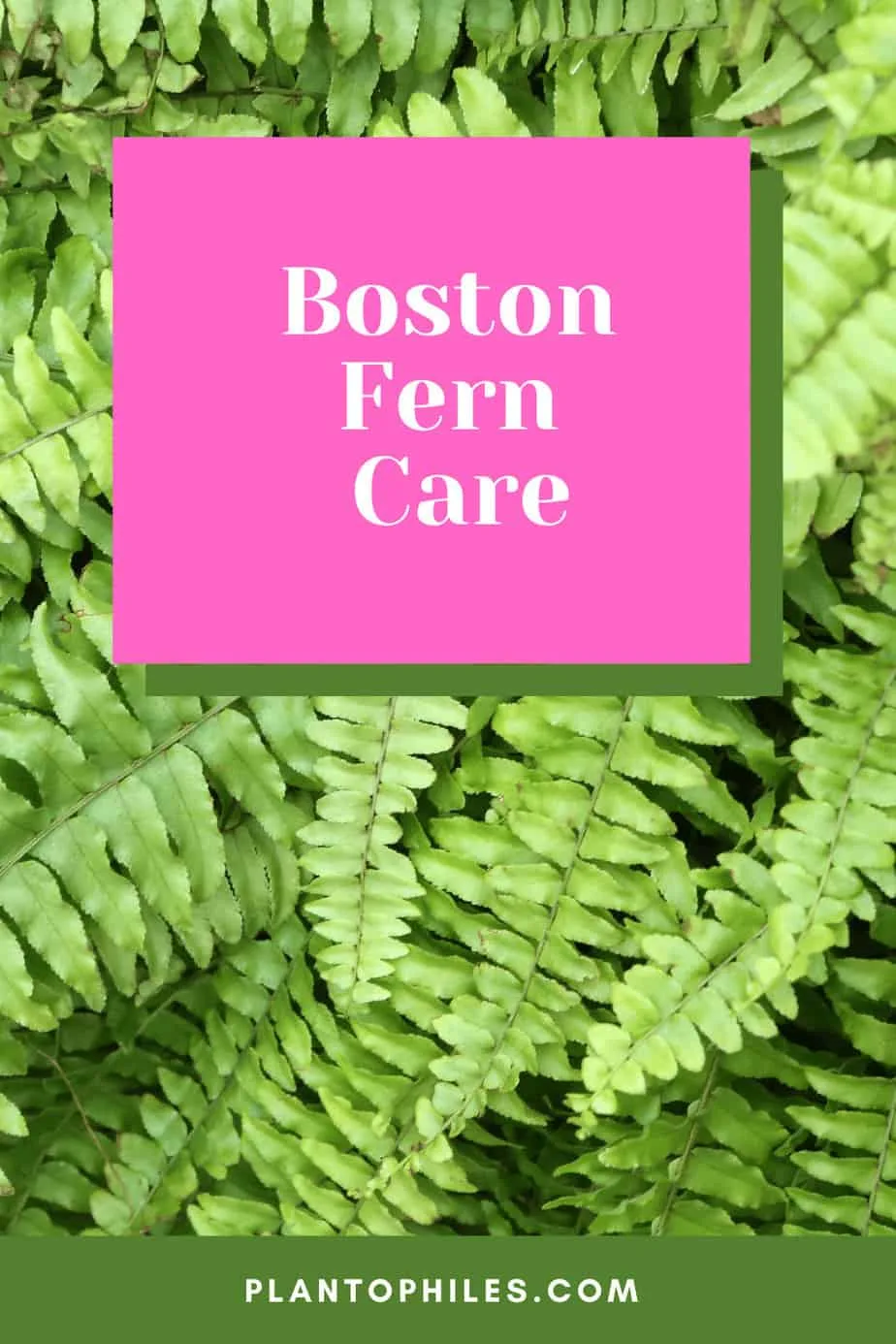 Boston fern Care