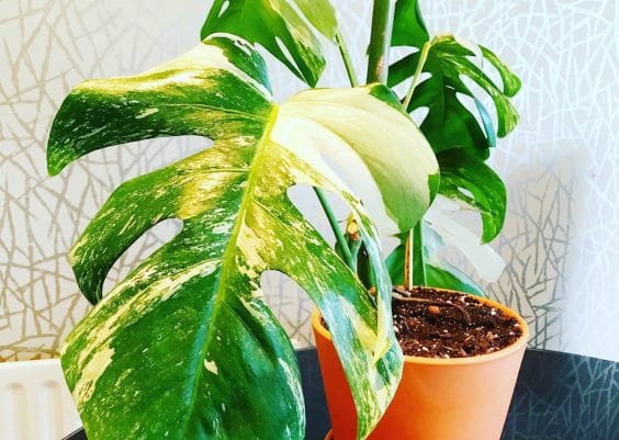 Monstera Obliqua | Plantophiles