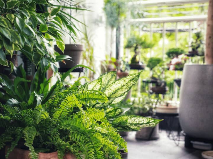 High humidity above 50% or even up to 80% ensures vigorous fern growth