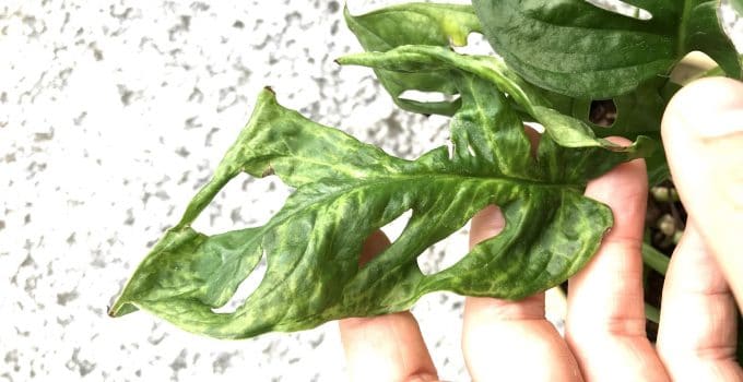 Mosaic Virus – Is My Plant Infected? Identification & Treatment