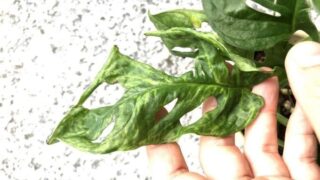 Infected leaves with Mosaic Virus