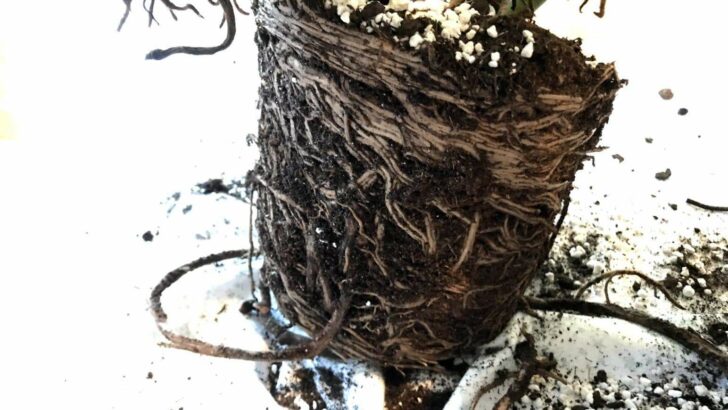 Root Rot Treatment