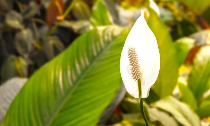 Peace Lily Plant Care – A Beginner Guide