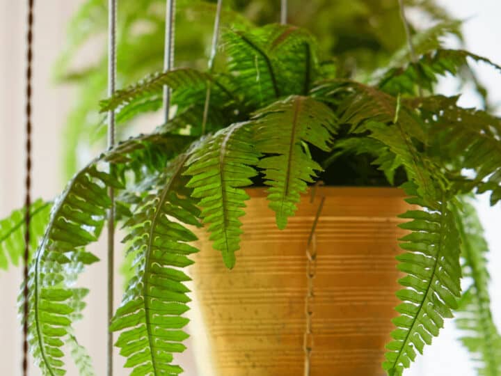 Provide this fern with bright indirect sunlight