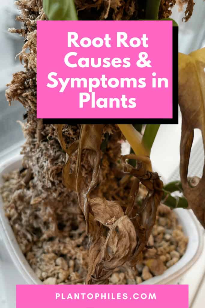 Root Rot Causes & Symptoms in Plants