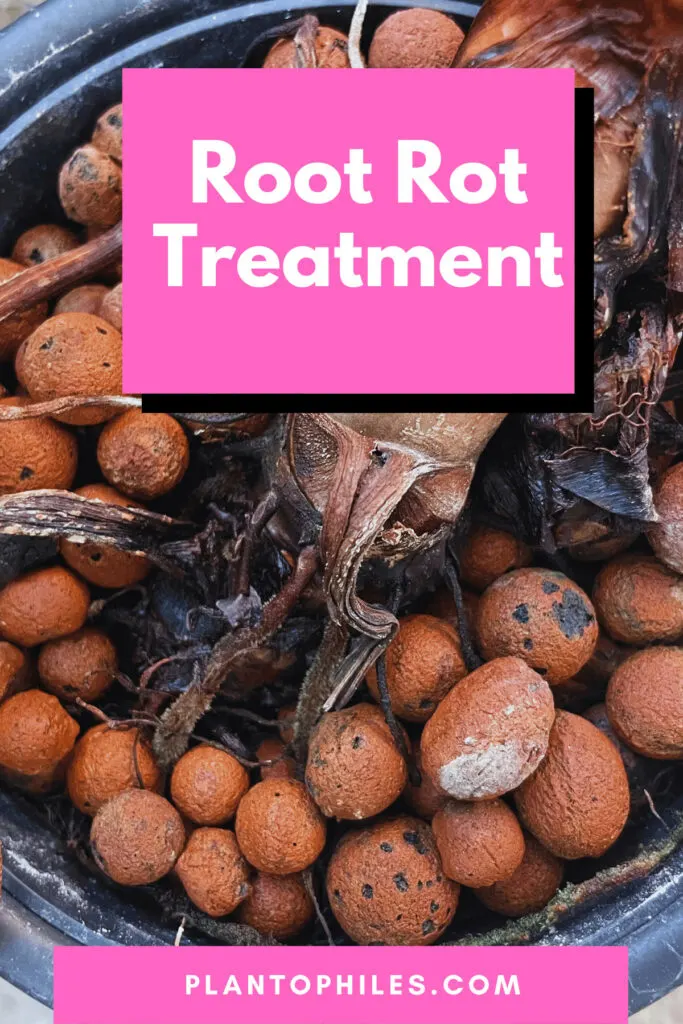 Root Rot Treatment