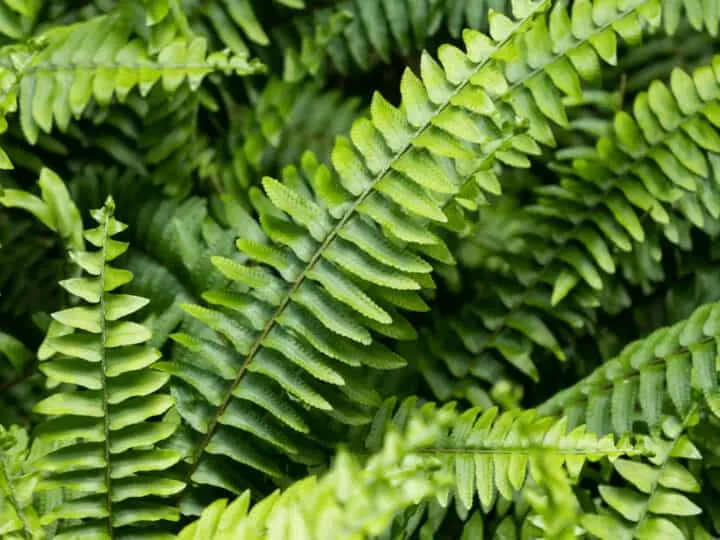 Slightly moist soil throughout the most time of the year works best to care for a fern