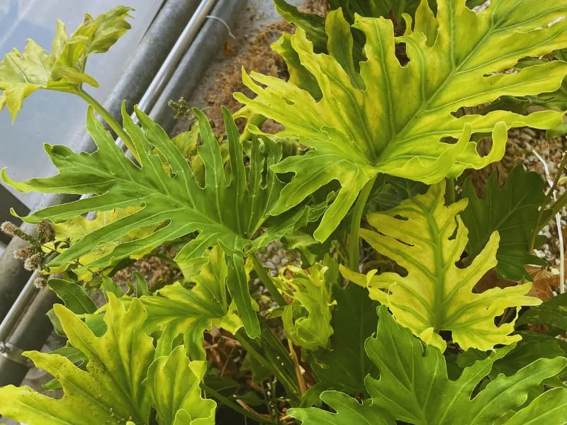 Ensure these plants do not get too much water or else the leaves will yellow