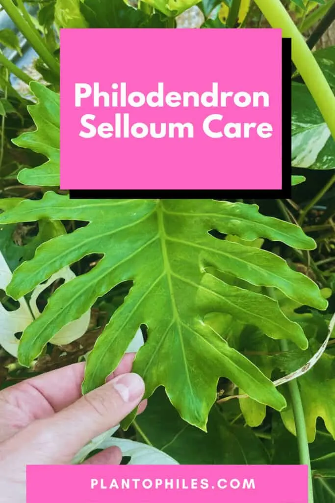 Philodendron selloum Care