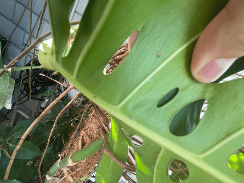Scale insects on my Monstera deliciosa