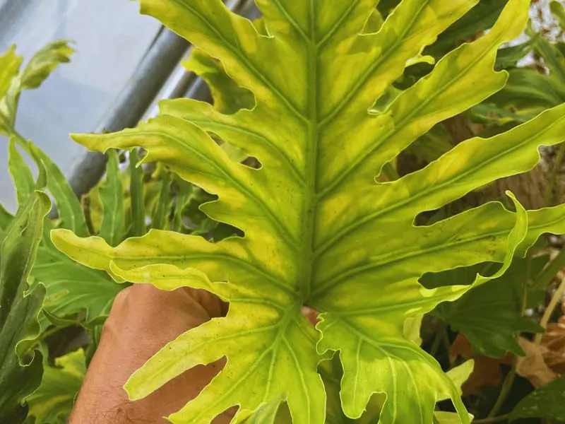 Yellow leave on my Philodendron selloum