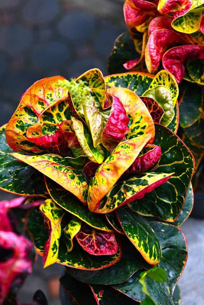 Crotons are extremely colourful foliage plants