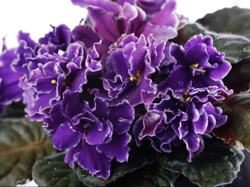 African violets (Saintpaulia ionantha)