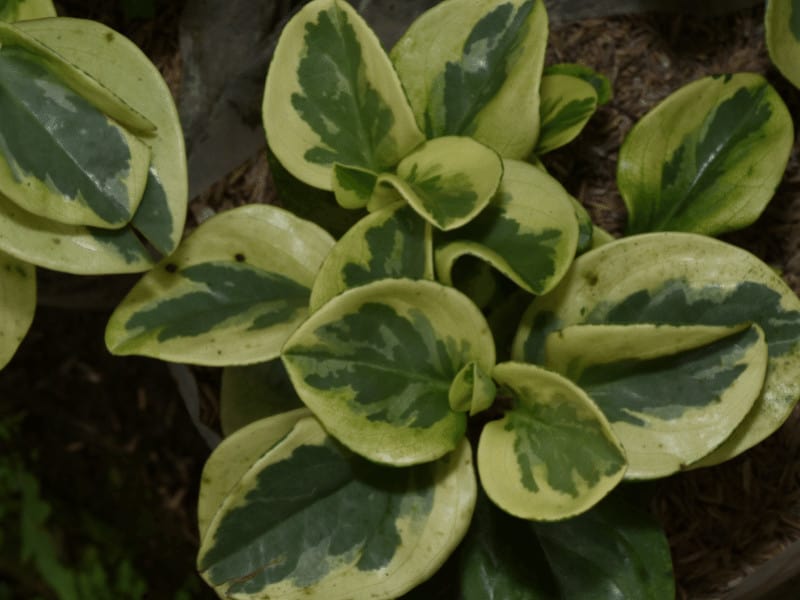 Baby rubber plant (Peperomia obtusifolia)