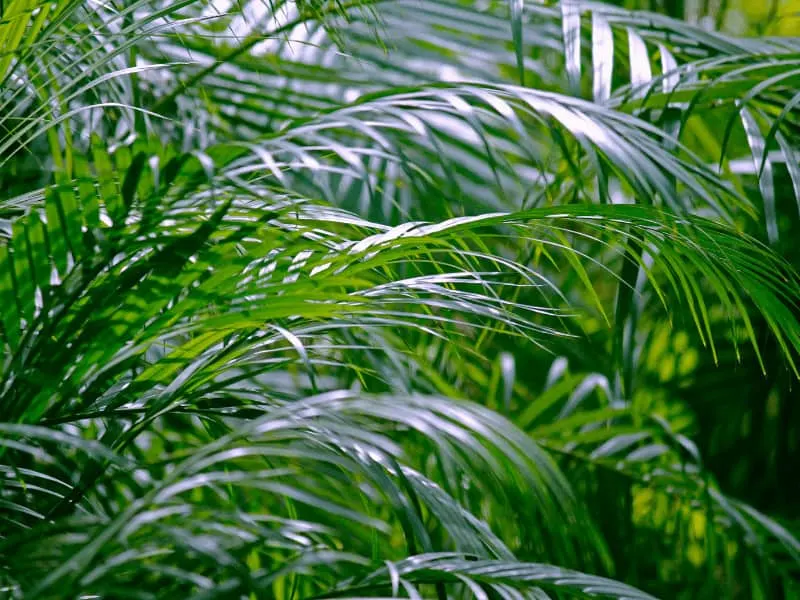 Bamboo palm (Areca palm)