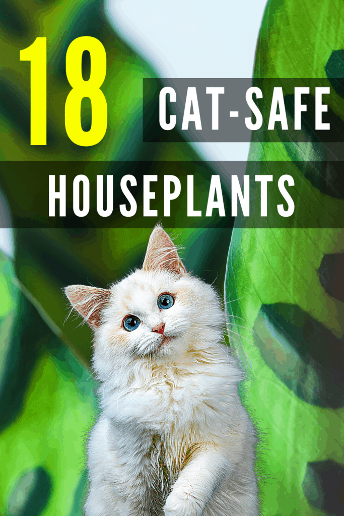 18 CatSafe Houseplants your Kitties will surely ENJOY