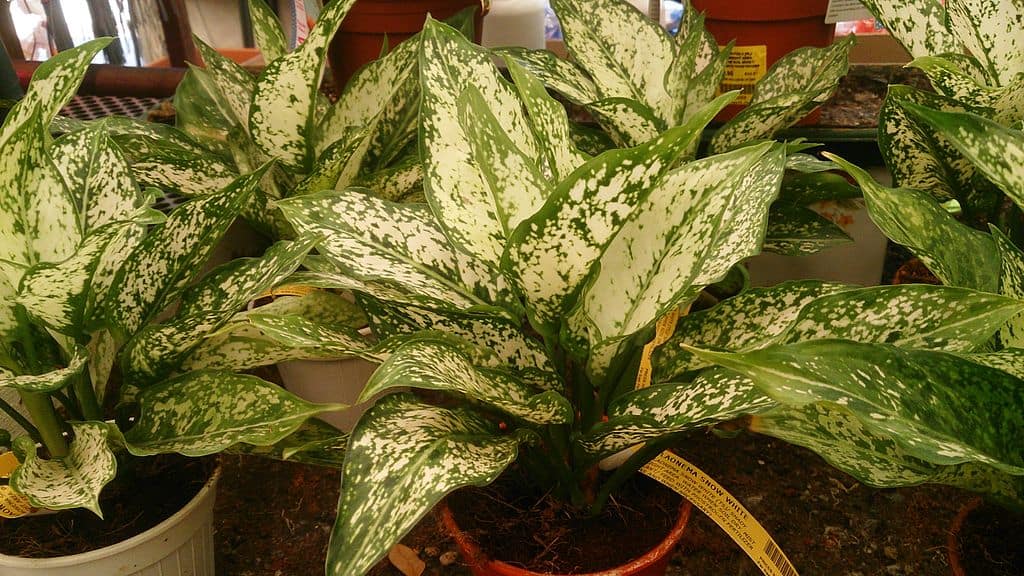 The 12 Best Houseplants for your Bathroom: Chinese Evergreen Plant is considered a good bathroom plant
