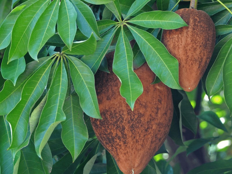 Guiana Chestnut (Pachira aquatic)