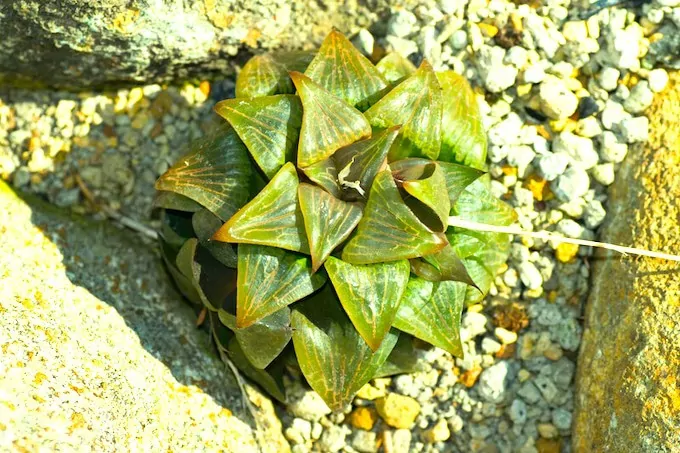 Cushion Aloe (Haworthia retusa)