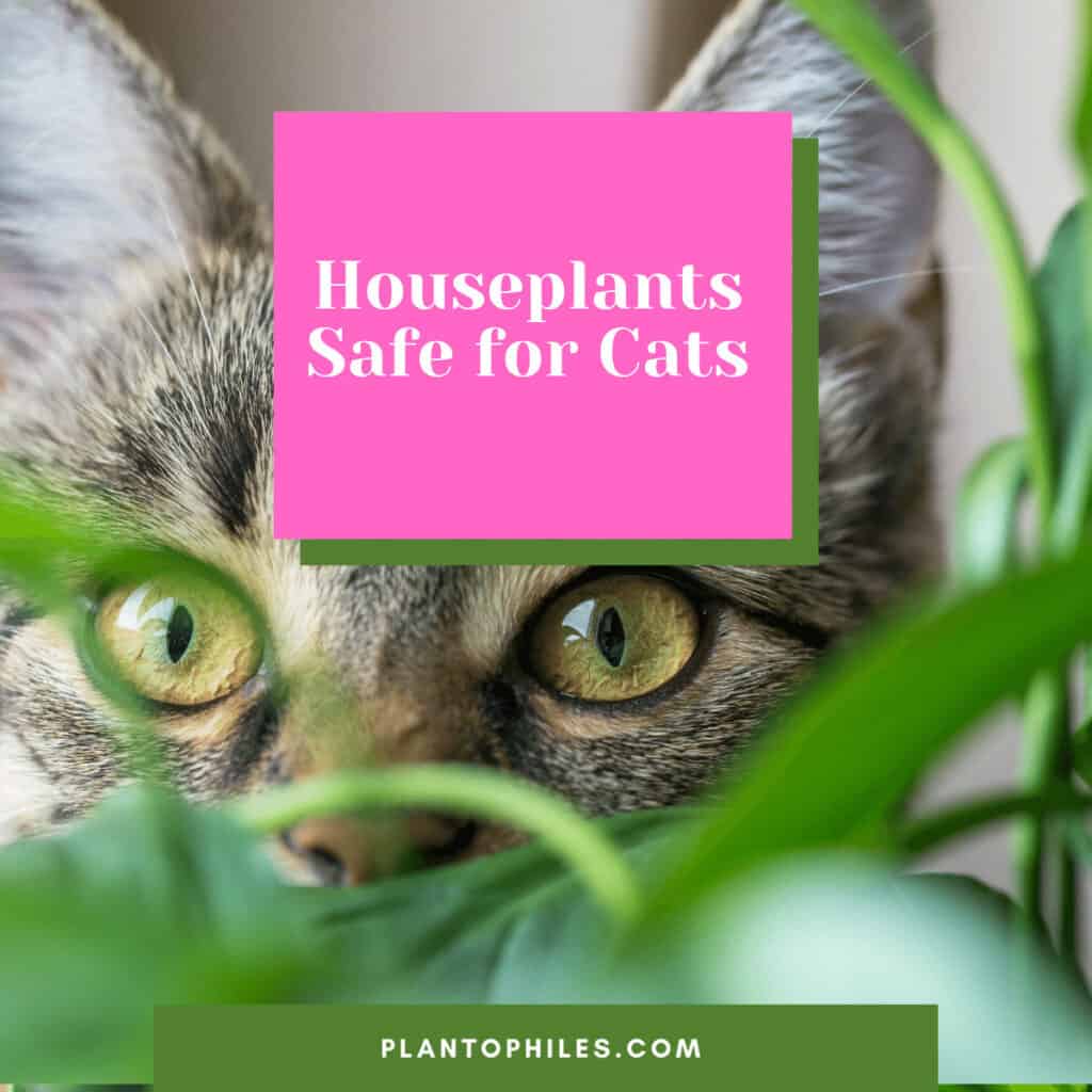 Houseplants Safe for Cats