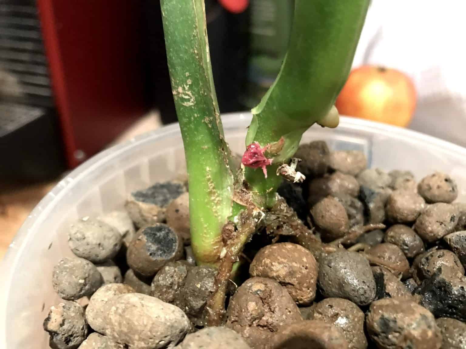 Keiki paste hormone rooting difference rootless