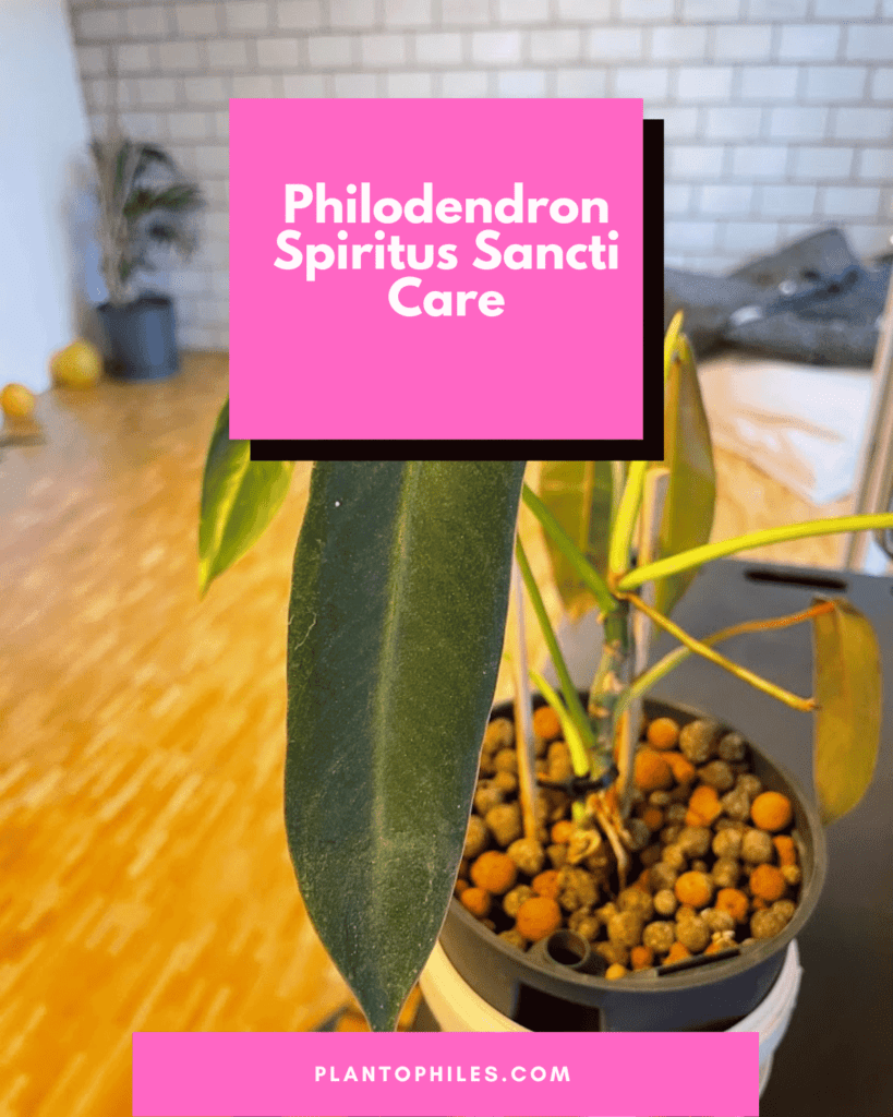 Philodendron Spiritus Sancti Care