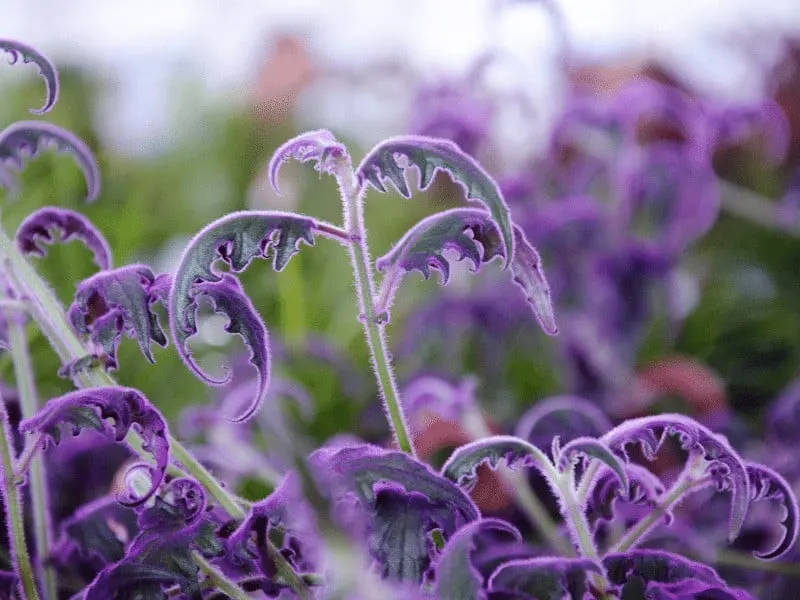 Purple Velvet Plant or Purple Passion Plant (Gynura aurantiaca)