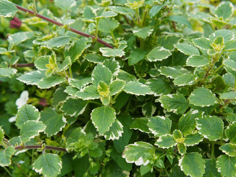 Swedish ivy (Plectranthus australis)