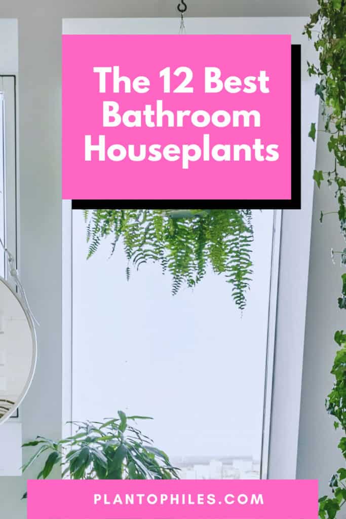 The 12 Best Bathroom Houseplants