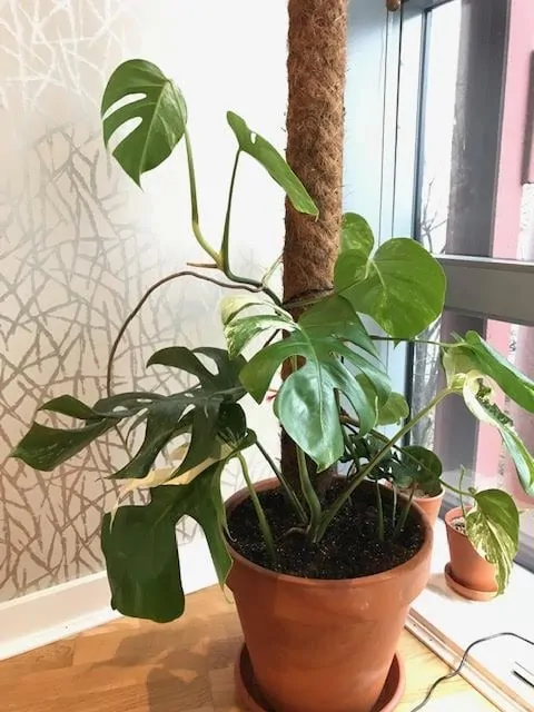 Monstera Deliciosa variegata growing as a houseplant in terracotta pot