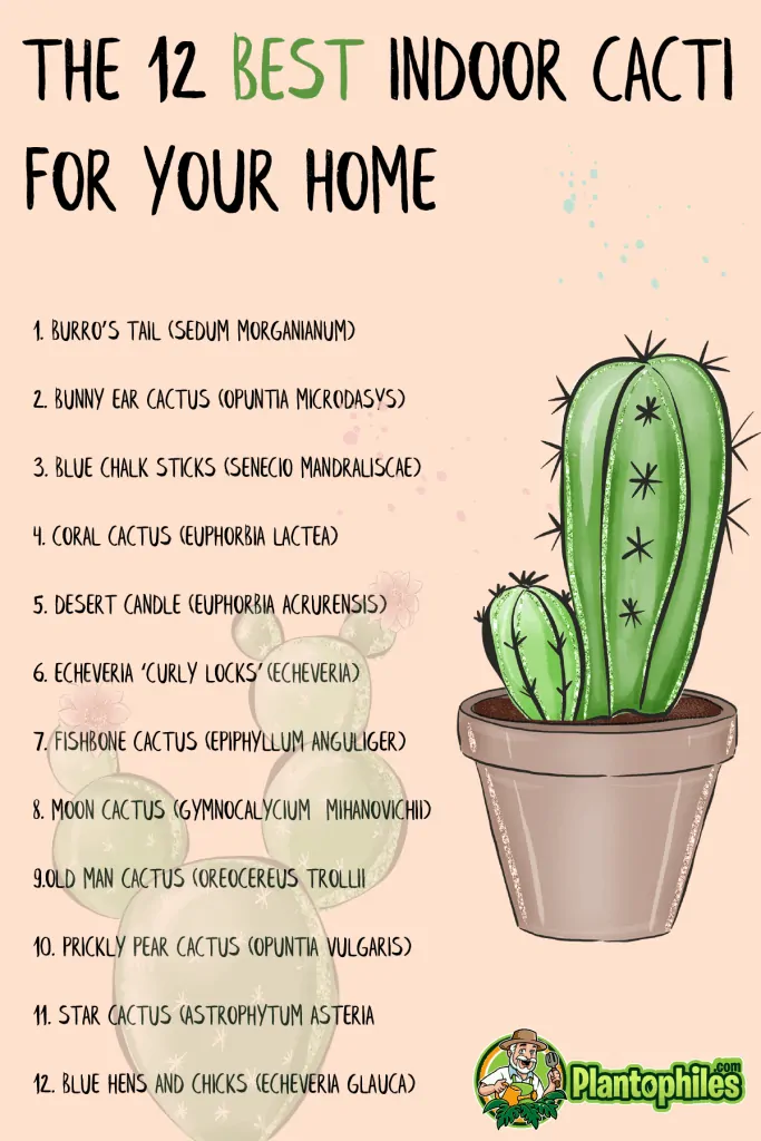 The 12 Best Indoor Cacti for your Home