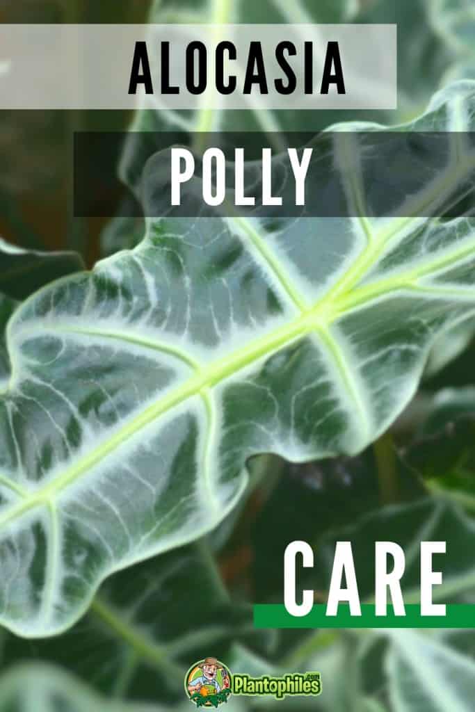 Cuidados de la Alocasia Polly