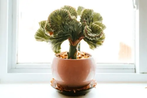 Euphorbia lactea Indoor Cactus