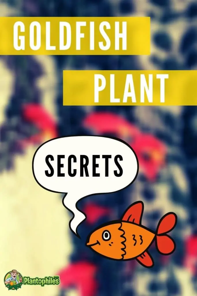 Goldfish Plant Care Secrets