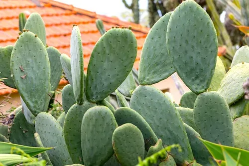 Opuntia Vulgaris Indoor Cactus