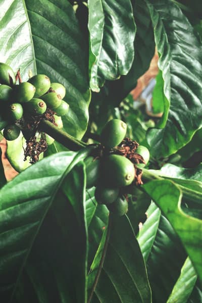 The ideal temperature for a coffee plant is 64°F - 75°F (18°C - 25°C)