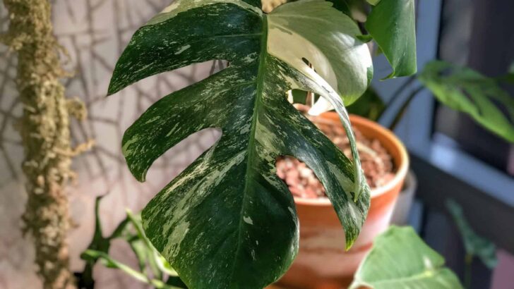 Variegated Monstera Deliciosa Care — Unveiled!