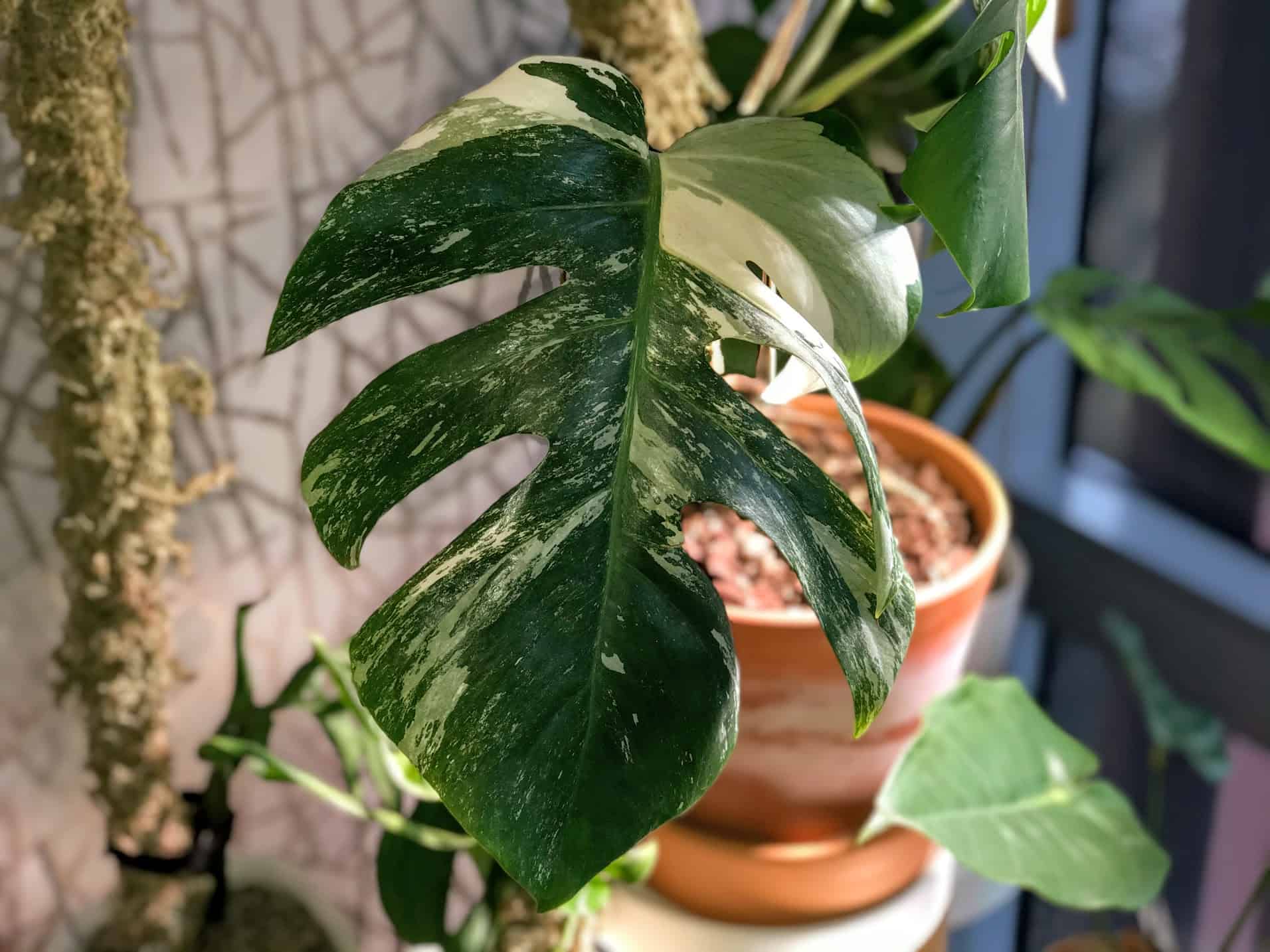 Variegated Monstera Deliciosa #1 Best Care Guide