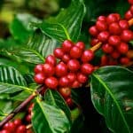 Coffee Plant Care