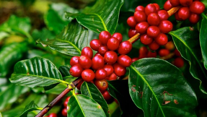 #1 Coffee Plant Care Guide – [+Free Infographic to Download]