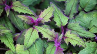 Purple Passion Plant Care