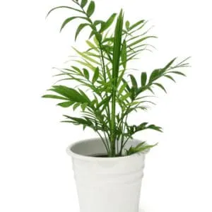 A Bamboo Palm thriving in a pot