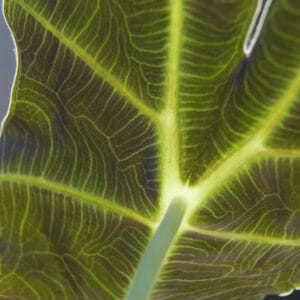A backside of an Alocasia Polly leaf
