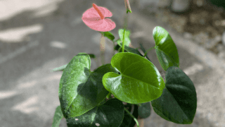 Anthurium Plant Care