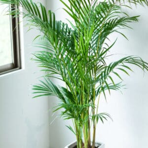Areca Palm grown indoors