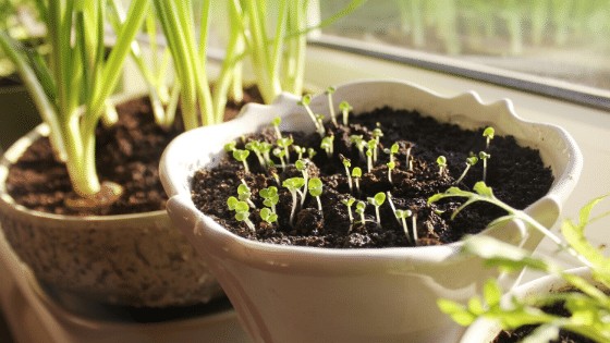 Growing Onions from Seeds