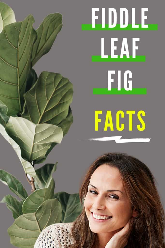 Fiddle Leaf Fig Facts