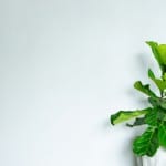 Fiddle Leaf Fig Houseplant Care