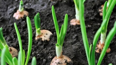 How to Grow Onions – The Beginners Guide